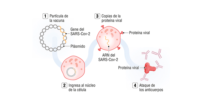 La primera vacuna de ADN autorizada en el mundo es para covid