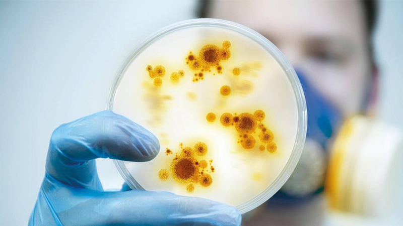 Encuentran bacteria multirresistente con características inéditas