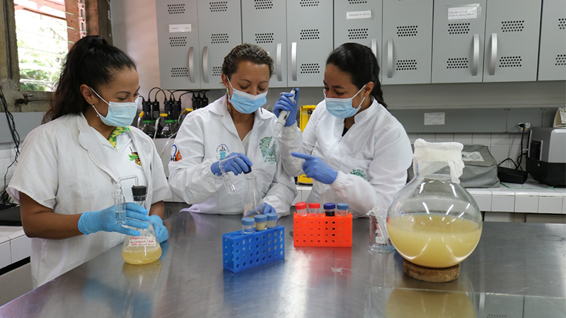 Encuentran propiedades desinfectantes en el banano