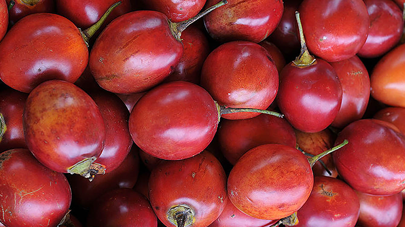 Bolsas “antihongos” para frutas tropicales
