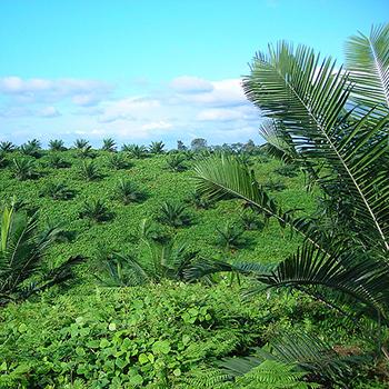 Material genético colombiano, clave para un aceite de palma más saludable