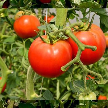 Domesticar cultivos en solo una generación, ya es posible gracias a la edición genética