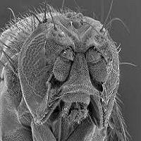 QUE ES UN MICROSCOPIO ELECTRONICO