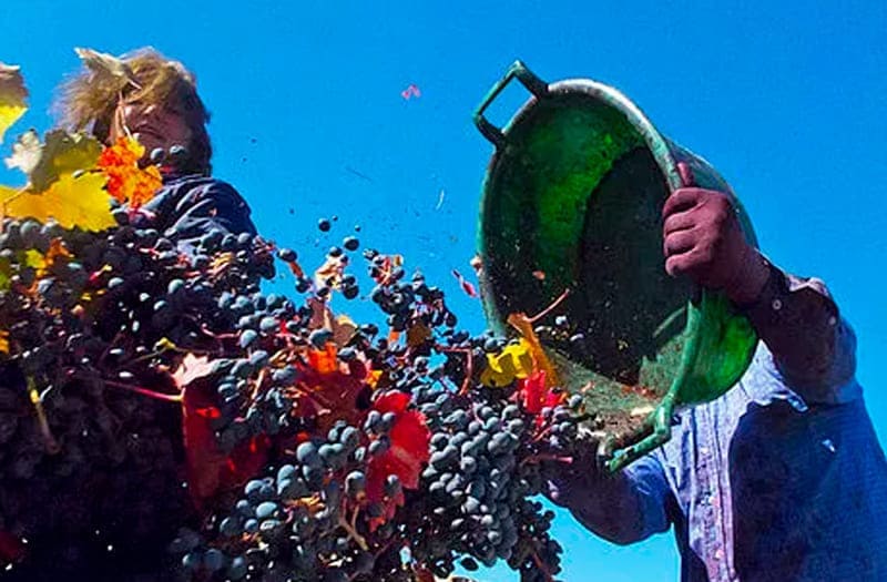 Desechos de la uva serían materia prima de cosméticos y alimentos