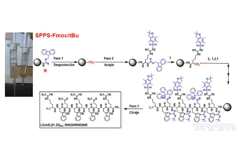 Péptidos sintéticos combatirían cáncer y bacterias resistentes