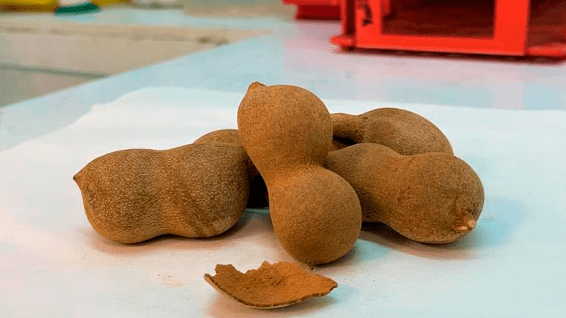 Los científicos convierten las cáscaras de tamarindo en una fuente de energía para los vehículos