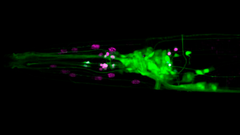 Se completó el primer mapa de expresión génica de un sistema nervioso completo