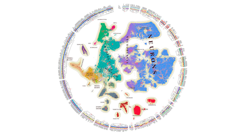 El atlas molecular revela cómo se desarrollan las células cerebrales